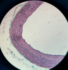 photo of tissue under the microscope