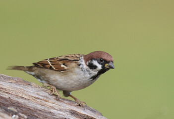 Eurasian tree sparrow