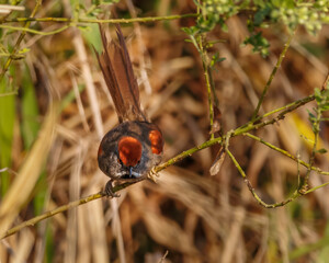 A redhead bird sunbathing perched on a tree branch on a sunny winter morning