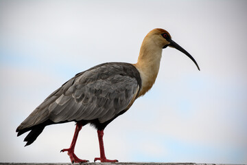 Obraz premium bandurria in the foreground walking along the railing