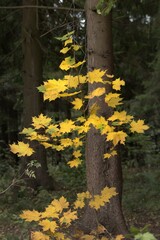 autumn leaves in the forest