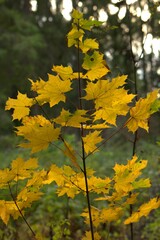 yellow maple leaves in autumn