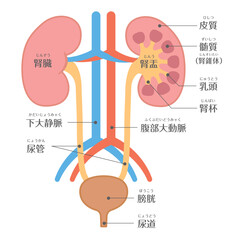 人間の身体★泌尿器★腎臓の構造★文字あり