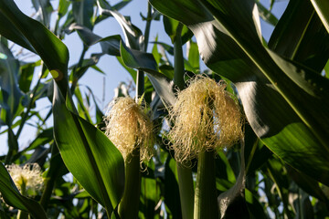 Green corn illuminated by sunlight