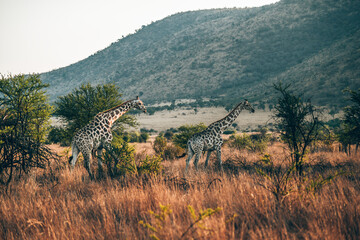Fototapeta premium giraffe in Pilanesberg national park. On safari in South Africa. 