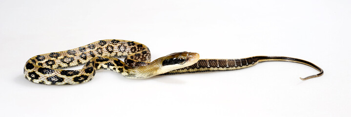 Taiwan-Schönnatter // Taiwan Beauty Snake (Elaphe taeniura friesi)