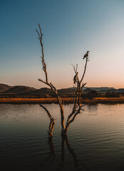 Fototapeta premium bird on a branch in Pilanesberg national park. On safari in South Africa. 