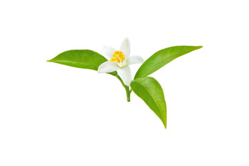 Orange tree blossom white flower with leaves isolated transparent png. Blooming neroli.