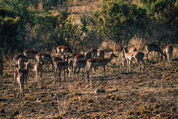 Naklejka na ściany i meble Antelope in Pilanesberg national park. On safari in South Africa. 