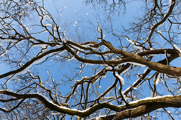Deciduous trees in the snow in winter