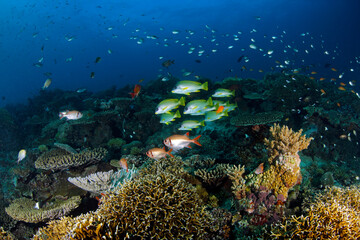 Fototapeta na wymiar Blackspotted Sweetlips over Coral Reef. Mafia Island, Tanzania
