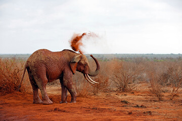 Fototapeta na wymiar Elephant Showering itself with Red Dust. (Third image in a series of five). Tsavo East, Kenya