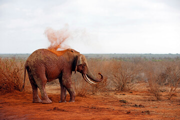 Fototapeta na wymiar Elephant Showering itself with Red Dust. (First image in a series of five). Tsavo East, Kenya