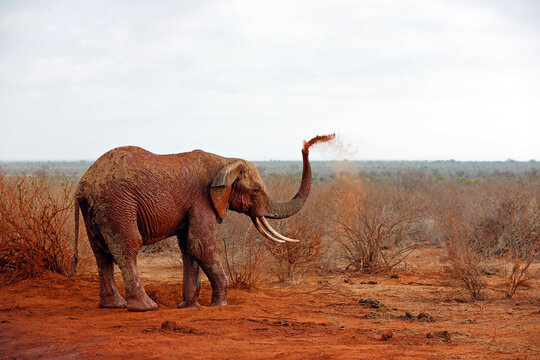 Elephant Showering itself with Red Dust. (First image in a series of five). Tsavo East, Kenya