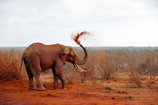 Elephant Showering itself with Red Dust. (Second image in a series of five). Tsavo East, Kenya