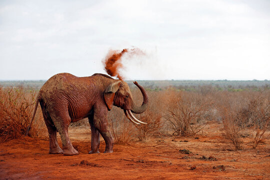 Elephant Showering itself with Red Dust. (Third image in a series of five). Tsavo East, Kenya