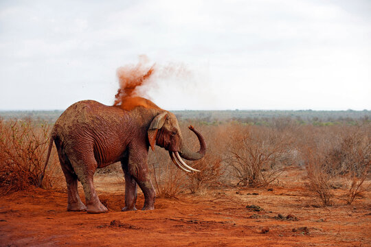 Elephant Showering itself with Red Dust. (First image in a series of five). Tsavo East, Kenya