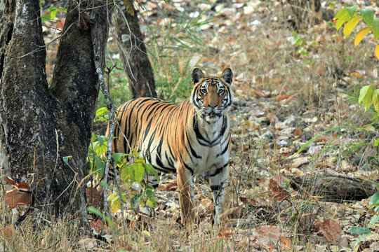 Bengal Tiger (Panthera tigris tigris) in the Wild, Looking into the Camera. Bandhavgarh, India