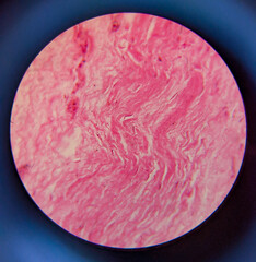 photo of tissue under the microscope