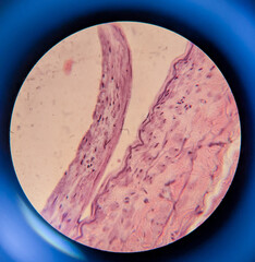 photo of tissue under the microscope