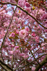 pink cherry blossom