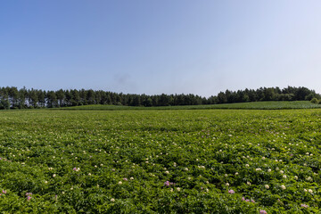 Green potato bushes in the field