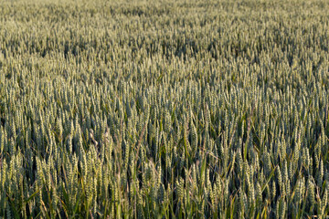 An agricultural field where cereals are grown to harvest grain