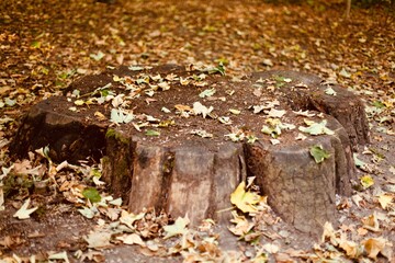 tronc d'arbre en automne