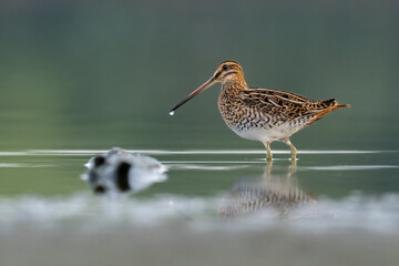 Beautiful nature scene with Common snipe (Gallinago gallinago). Wildlife shot of Common snipe (Gallinago gallinago). Common snipe (Gallinago gallinago) in the nature habitat.