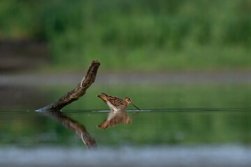 Beautiful nature scene with Common snipe (Gallinago gallinago). Wildlife shot of Common snipe (Gallinago gallinago). Common snipe (Gallinago gallinago) in the nature habitat.