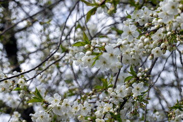 apple fruit trees blooming in the spring season