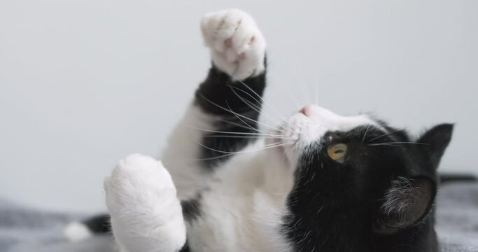 Close-up, cat playing paws lying back. Funny, active cat plays, fluffy paws close-up on white, light room background. Cute, domestic pet try grab, bite toy. 4k footage. Cat portrait, tongue, pink nose