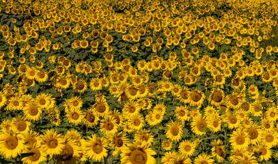 Sunflower field with flowers and bees