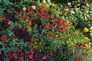 Flower bed in autumn at sunset in Swiss