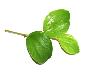 Fototapeta na wymiar fresh mint leaves