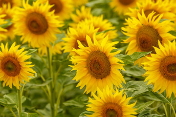 Sunflower field landscape. field of blooming sunflowers on a background sunset. Sunflower natural background, Sunflower blooming