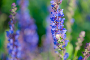 The purple sage growing in northern China