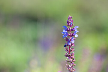 The purple sage growing in northern China
