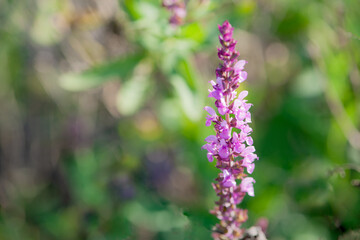 The purple sage growing in northern China