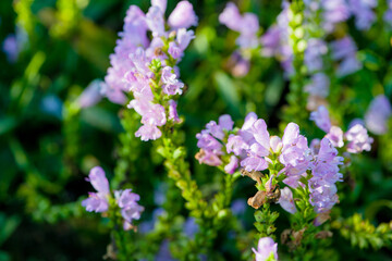 Obraz premium The false dragon head flower growing in northern China