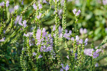 The false dragon head flower growing in northern China