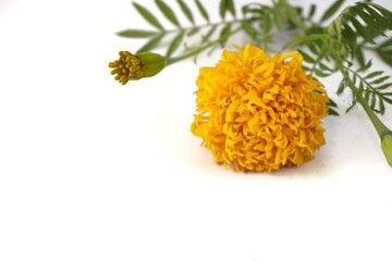 Single blooming marigolds on a beautiful white background, view from above.