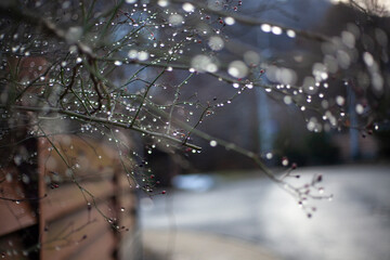 Drops of water on the branches of a plant. Early spring. Blurred background. Weather after the rain.