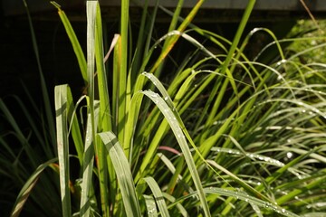 Obraz premium Lemongrass grown in the garden is a spice that has deodorizing and medicinal properties
