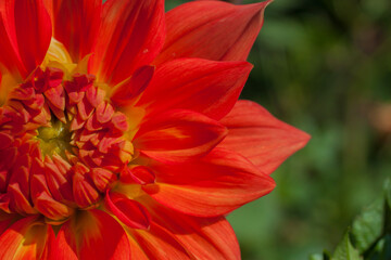 A beautiful dahlia in the summer garden.