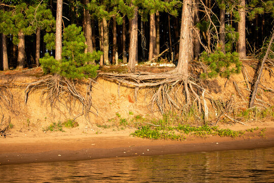 Red pine tree roots showing from water erosion on Lake Nokomis in Tomahawk, Wisconsin