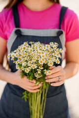 Selective focus on flowers of white small daisies in hands of woman.