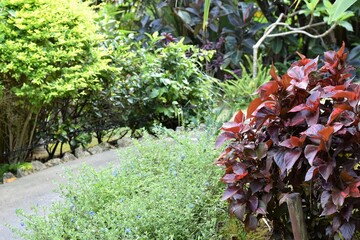 カッパーリーフと草むら