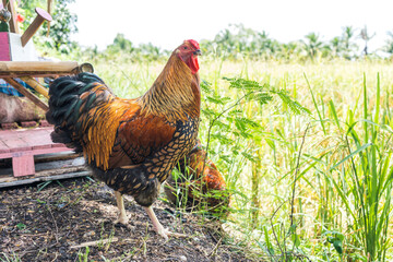Chicken pure breed beautiful free range organic style. Black yellow laced Wyandotte rooster in backyard next to the rice fields.