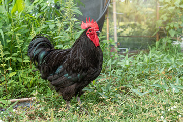 Free range organic chickens poultry in country of Thailand. Black australorp rooster in the backyard on the green grass.